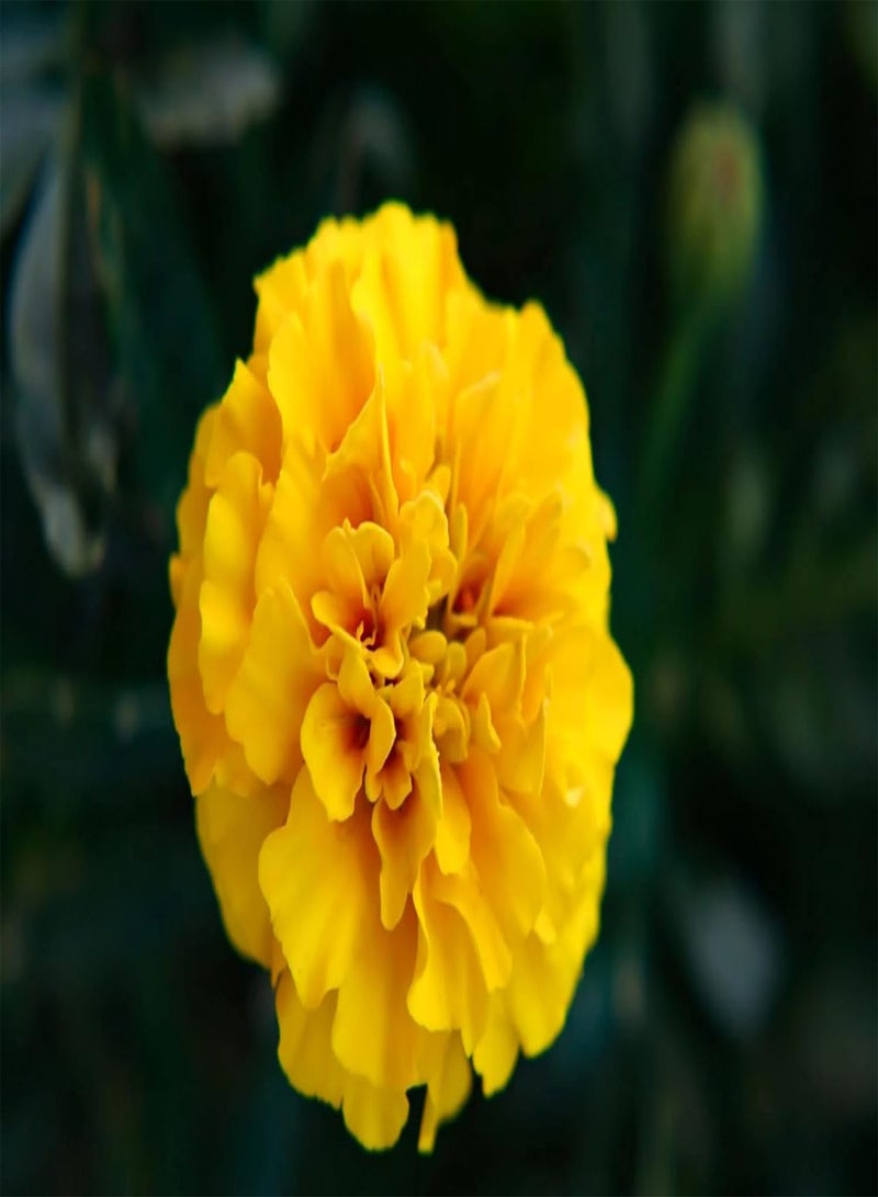 GGOOT 360 Seeds Tagetes Patula NaNa Double Mixture Brocade - Image 4