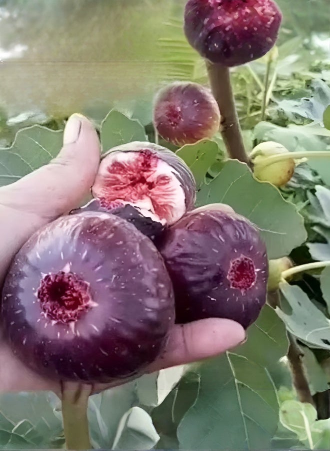 Four Seasons Easy-to-Grow Large Fruit Fig Seeds - Image 2