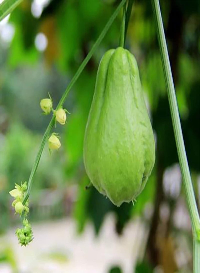 GGOOT Chayote Seeds,100Pcs Plant Seeds Climbing Humid Subtropical Fresh Assorted Natural Chayote Seeds Garden Accessories Seeds - Image 4