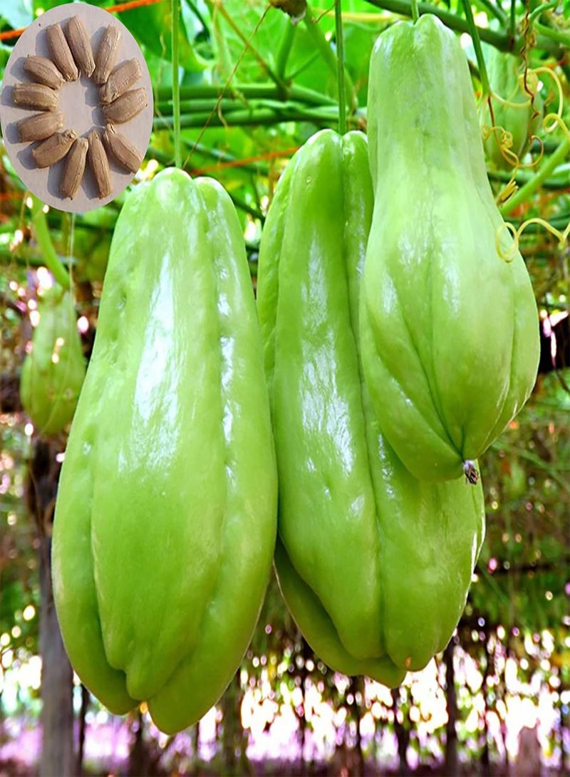 GGOOT Chayote Seeds,100Pcs Plant Seeds Climbing Humid Subtropical Fresh Assorted Natural Chayote Seeds Garden Accessories Seeds - Image 1