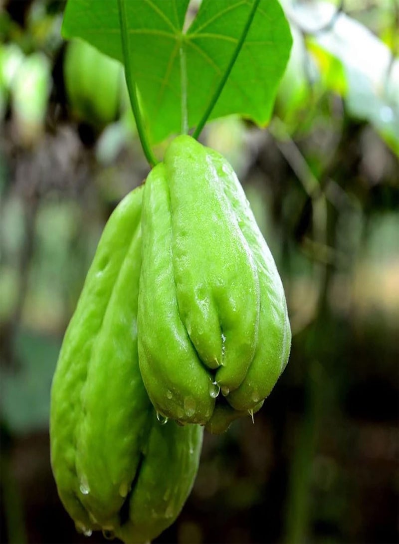 GGOOT Chayote Seeds,100Pcs Plant Seeds Climbing Humid Subtropical Fresh Assorted Natural Chayote Seeds Garden Accessories Seeds - Image 2