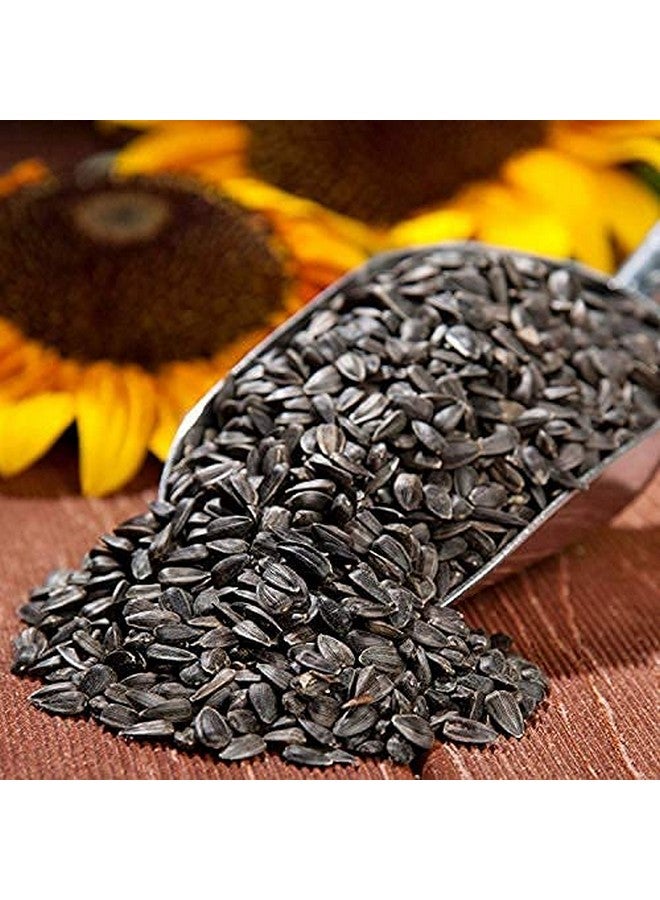 طعام الطيور الصحي من بذور عباد الشمس (900 جرام) - Image 3