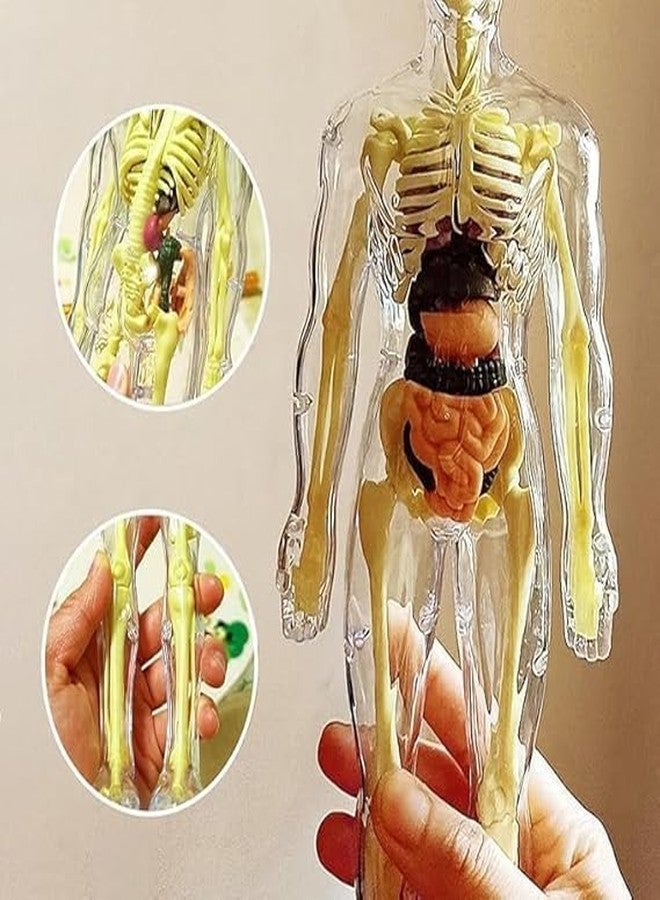 BRAVIADECOR Bravia 3D Human Body Model for Kids, Transparent Anatomy Figure with Removable Organs, Skeleton and Internal Organs Learning Kit Multicolor- 02 - Image 3