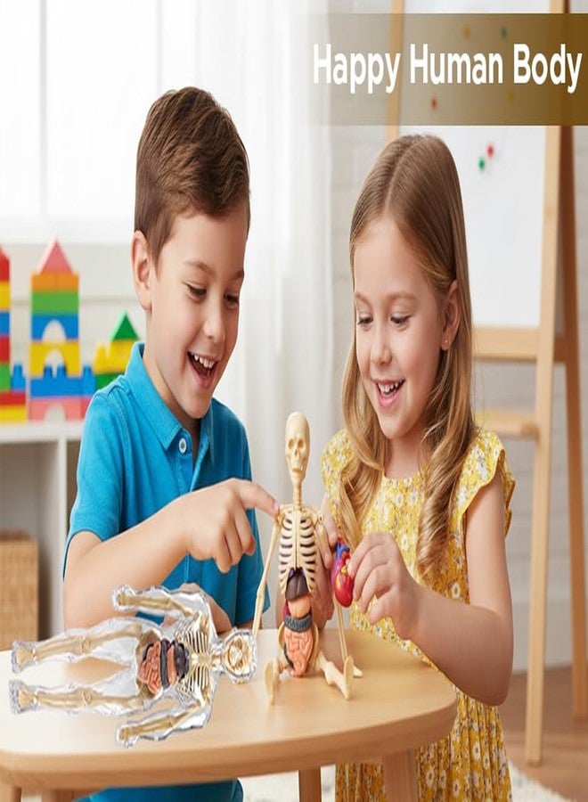 BRAVIADECOR Bravia 3D Human Body Model for Kids, Transparent Anatomy Figure with Removable Organs, Skeleton and Internal Organs Learning Kit Multicolor- 02 - Image 4