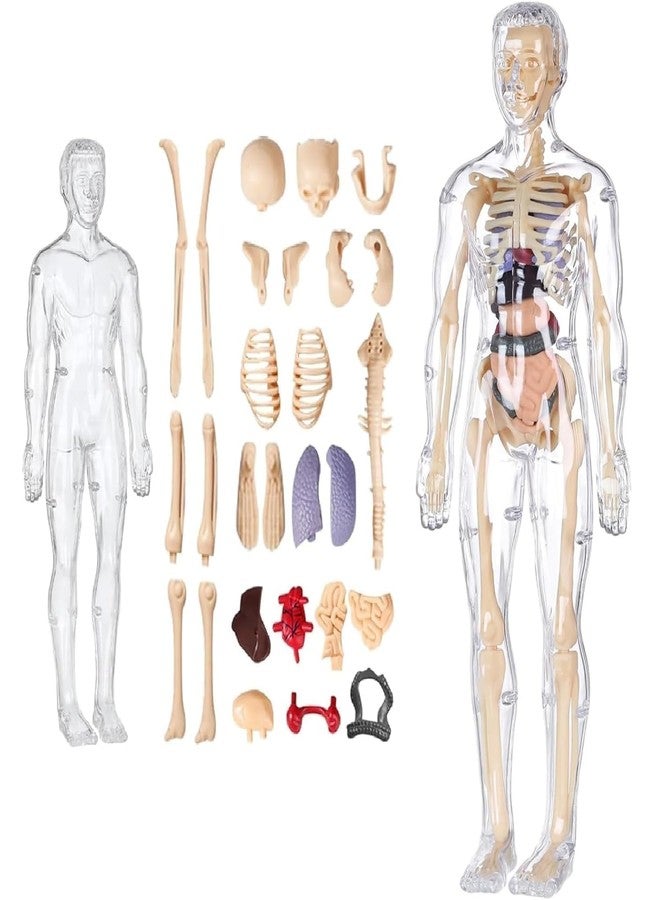 BRAVIADECOR Bravia 3D Human Body Model for Kids, Transparent Anatomy Figure with Removable Organs, Skeleton and Internal Organs Learning Kit Multicolor- 02 - Image 1