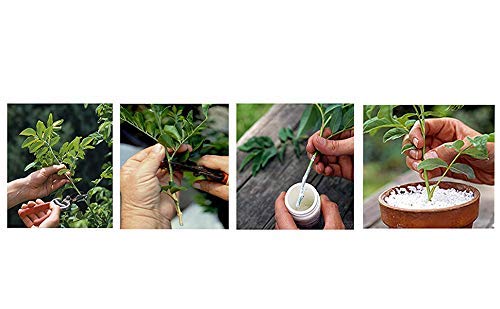DIVINE TREE FASTROOT Rooting Hormone Powder for Plants Cuttings (100g) – Root Booster for Soft, Semi & Hardwood | Rooting Powder for Propagation, Grafting, Cloning, and Transplant Success - Image 3
