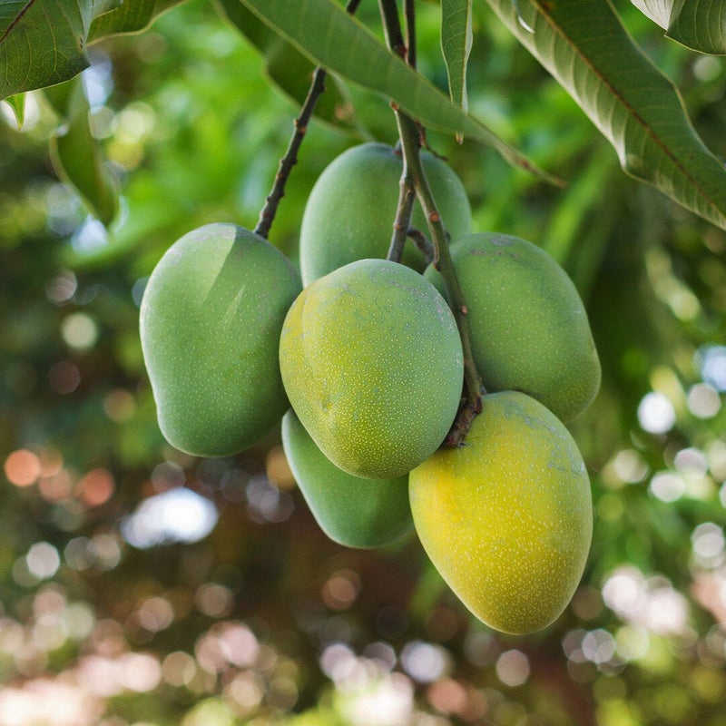 mango.dxb Keitt Egypt Mangoes - Box of 5-6 - Image 2