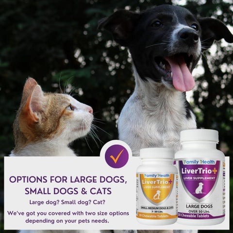 glutathione dog Glutathione for Hyperpigmentation: How Does It Work? main image 1