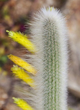 100pcs Cleistocactus ritteri, Cephalocleistocactus ritteri Cactus Seeds - pzsku/Z9D18C5745A9A037C9E63Z/45/_/1733054929/bd31f8e4-934d-421a-8dbc-2defe5084ba2