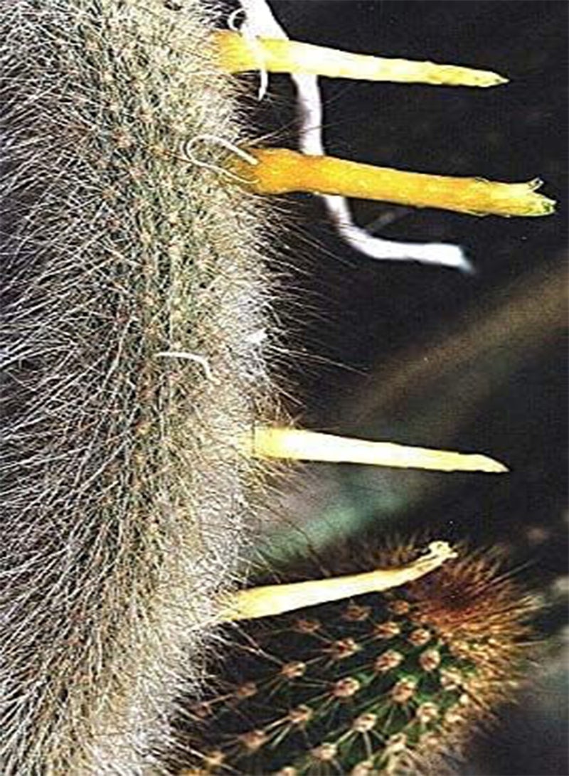 100pcs Cleistocactus ritteri, Cephalocleistocactus ritteri Cactus Seeds