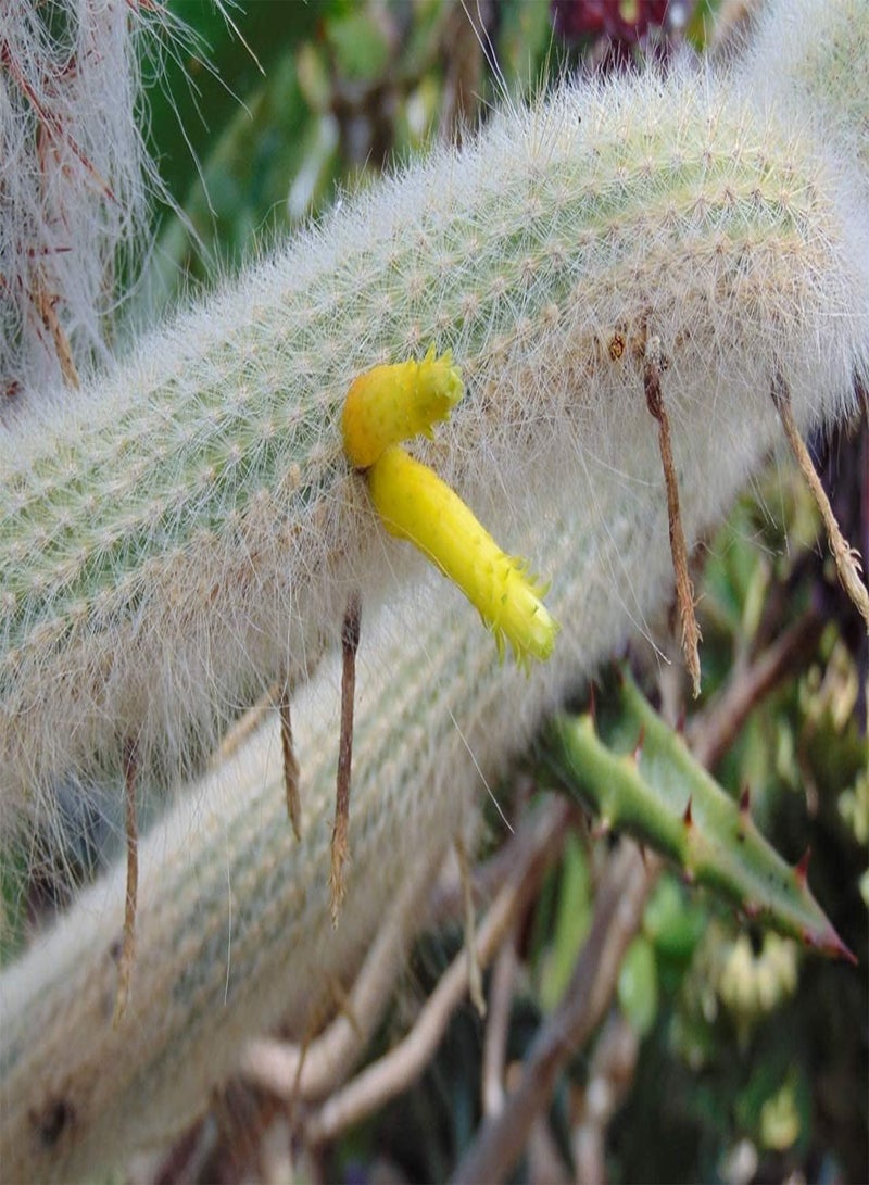 100pcs Cleistocactus ritteri, Cephalocleistocactus ritteri Cactus Seeds