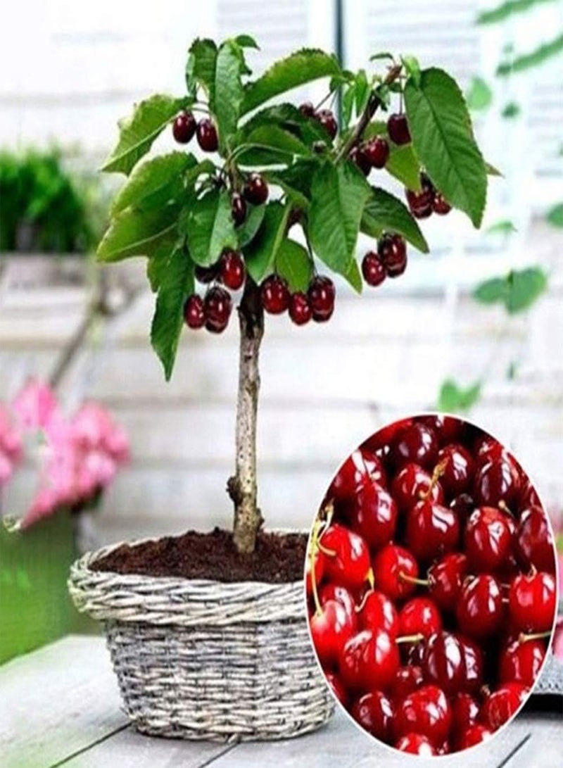 جي جوت 10 قطع/حزمة بذور شجرة الكرز، نبات فواكه لذيذ من نوع برونوس أفيوم، ديكور حديقة منزلي لزراعة فناء الحديقة في الهواء الطلق، 1 بذور شجرة الكرز - Image 4