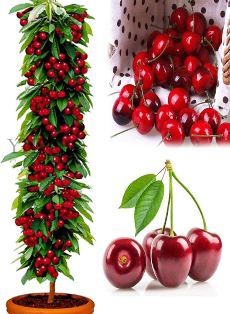 جي جوت 10 قطع/حزمة بذور شجرة الكرز، نبات فواكه لذيذ من نوع برونوس أفيوم، ديكور حديقة منزلي لزراعة فناء الحديقة في الهواء الطلق، 1 بذور شجرة الكرز - Image 3