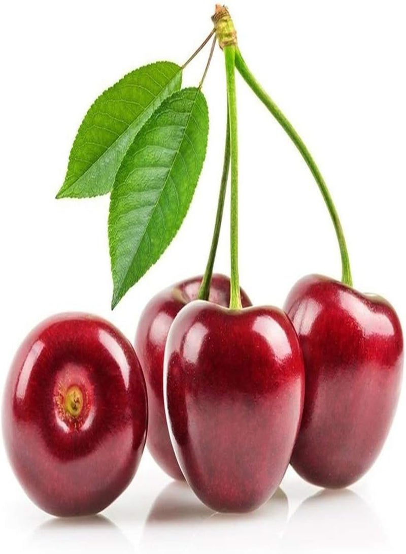 جي جوت 10 قطع/حزمة بذور شجرة الكرز، نبات فواكه لذيذ من نوع برونوس أفيوم، ديكور حديقة منزلي لزراعة فناء الحديقة في الهواء الطلق، 1 بذور شجرة الكرز - Image 1