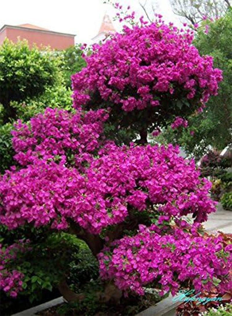 GGOOT New Real Blooming Plants Plants Sementes De Flores 50 Seeds * Bougainvillea Spectabilis Willd Bonsai Plant Seeds(b0077) - Image 2