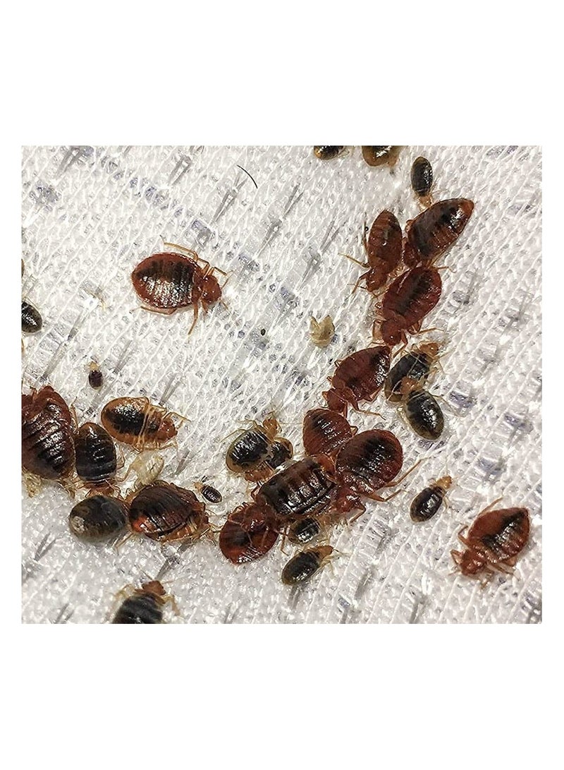 PILARKING Original Pilarking Bed Bug Insecticide Powder (1 X 100g) - Image 2