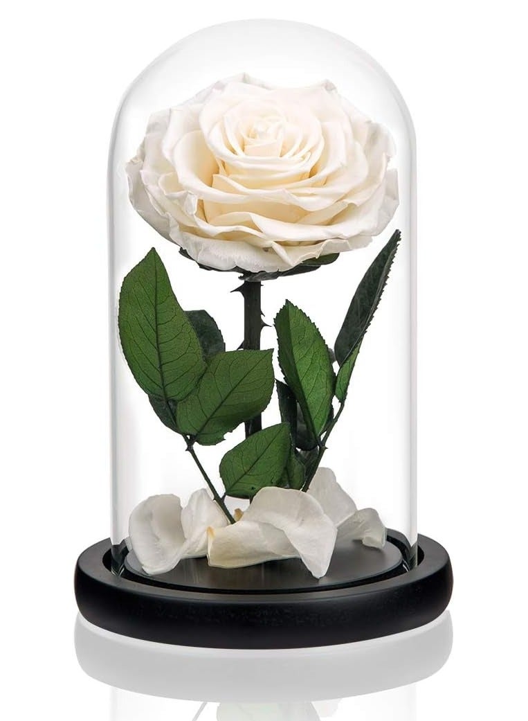 Scrolls Handmade Preserved Rose Forever Never Withered Flowers,Gift for Wedding,Anniversary,Birthday, Mother's Day Gift, Best Gift for Her Rose (Single Rose, White) 14x22cm - Image 2