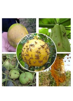 OASIS-TH Fly Traps Sticky Traps 4 PCS Gnat Traps Flying Insects Traps Ball for Indoor Outdoor House Kitchen Plants Trees Fruit Fly Traps Sticky Traps  - Image 2
