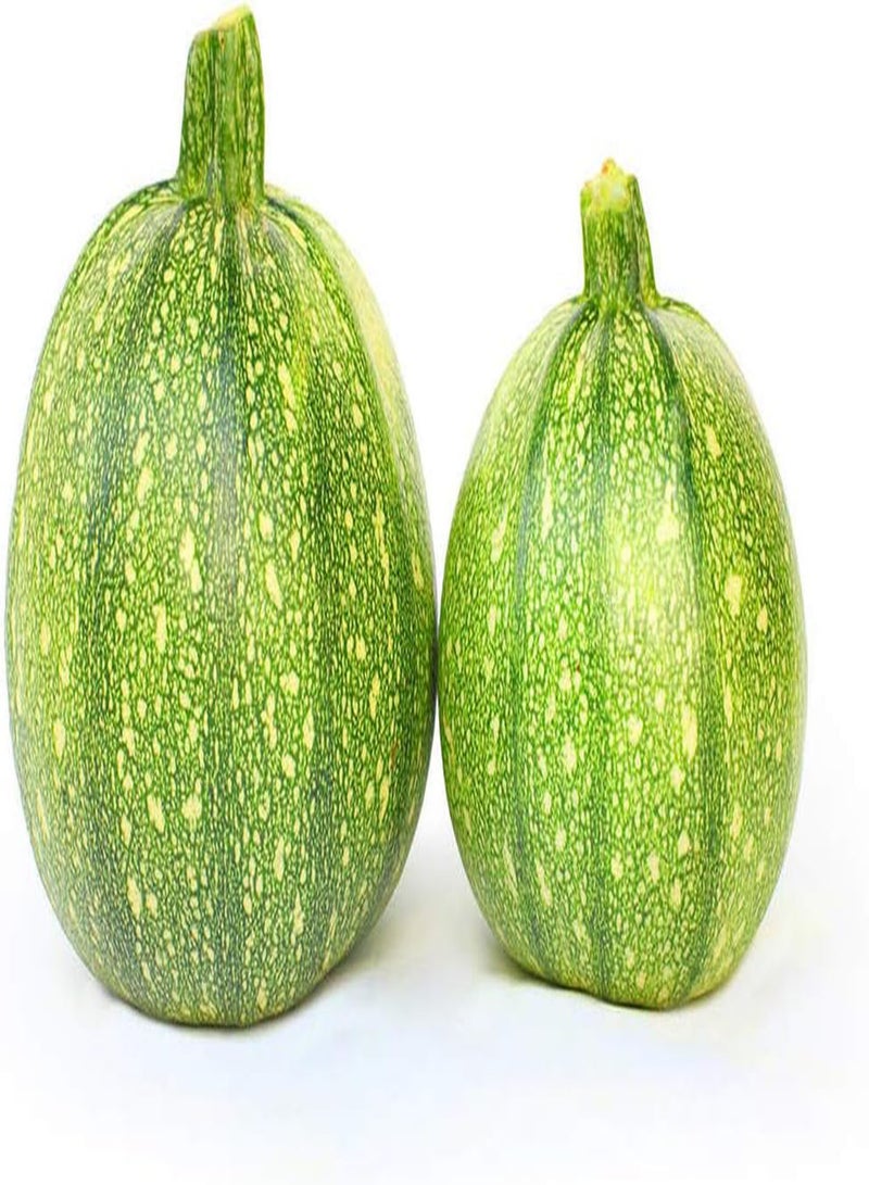 جي جوت 20 قطعة من بذور الكوسة، قرع صيفي دائري أخضر فاتح، خضراوات لا غنى عنها في الفناء، سهلة الزراعة، مناسبة للمبتدئين، حصاد المحاصيل على مدار العام - Image 1