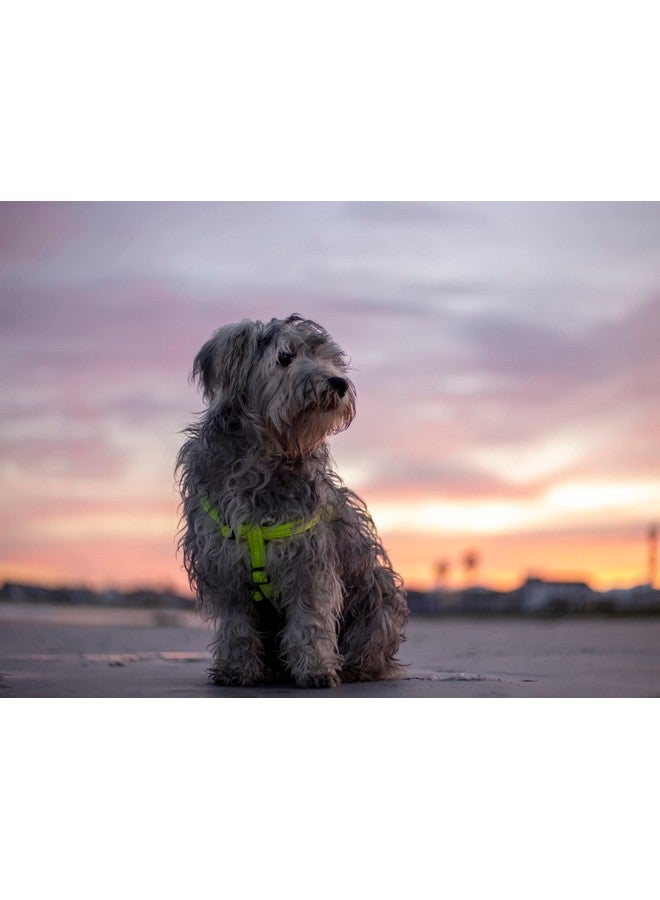 Rogz Reflective Step-in Adjustable Harness for Small Dogs; matching collar and lead available, Brown - Image 3