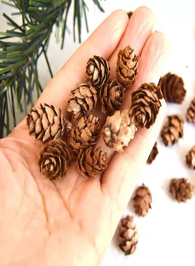 GSHLLO 150 Pcs 1-2cm Mini Pine Cones - Brown, Perfect for Vase Fillers, Table Decorations - Image 3