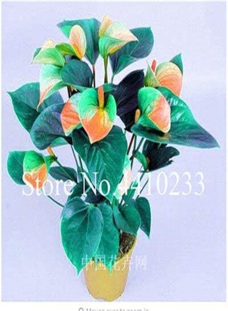 GGOOT Fresh 120pcs Anthurium Linden Araceae Flower Seeds for Planting Orange Green - Image 1