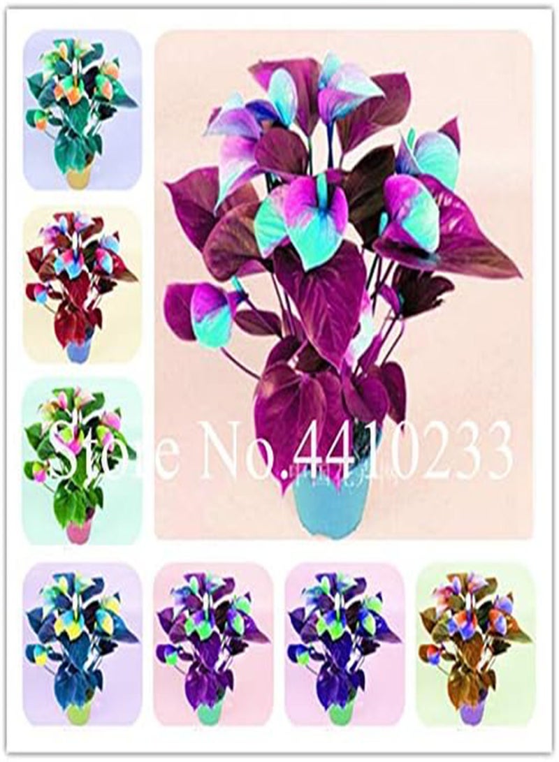 GGOOT Fresh 120pcs Anthurium Linden Araceae Flower Seeds for Planting Orange Green - Image 2