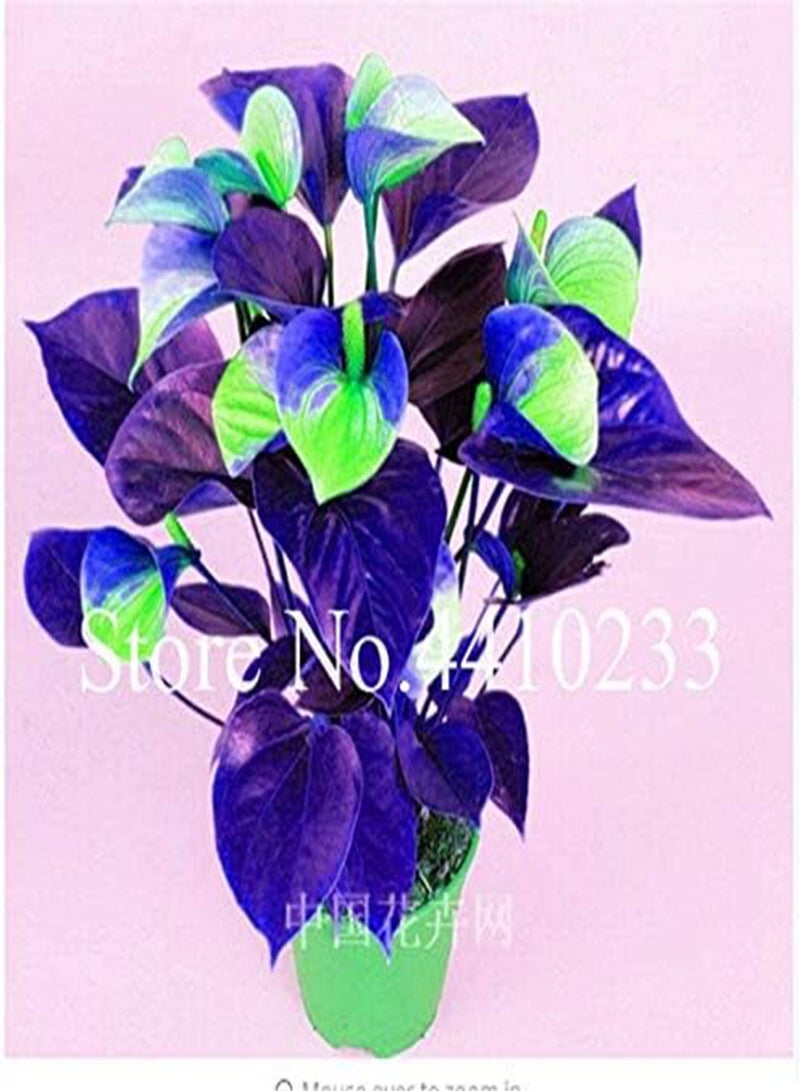 GGOOT Fresh 120pcs Anthurium Linden Araceae Flower Seeds for Planting Orange Green - Image 4