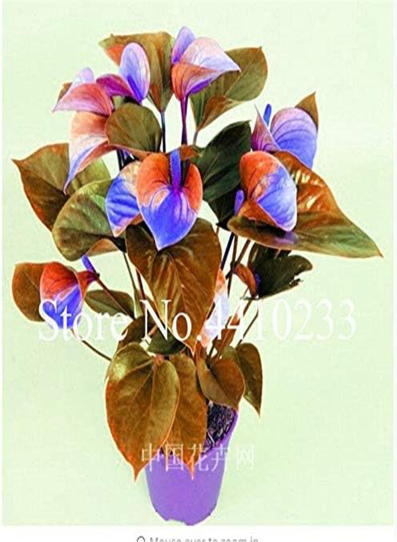 GGOOT Fresh 120pcs Anthurium Linden Araceae Flower Seeds for Planting Orange Green - Image 3