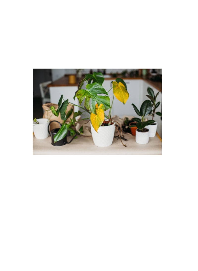 مابكو شيلات الحديد لتصحيح نقص الحديد في النباتات | 1 كغ - Image 3