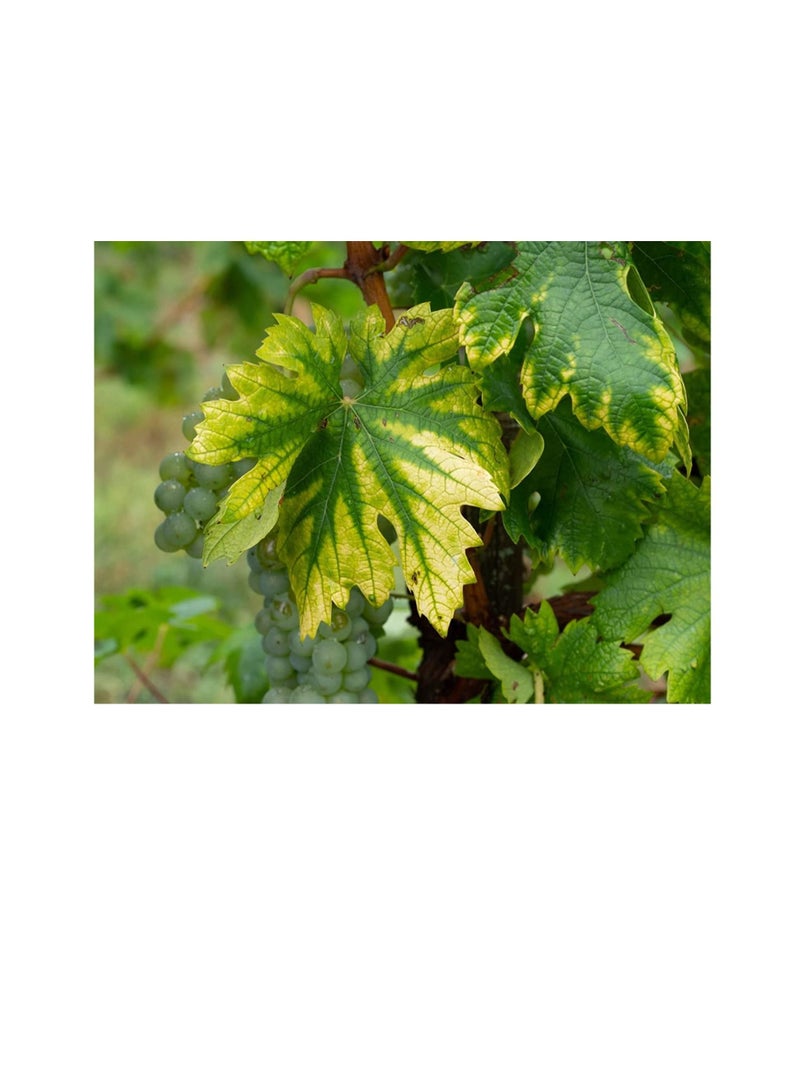 مابكو شيلات الحديد لتصحيح نقص الحديد في النباتات | 1 كغ - Image 2