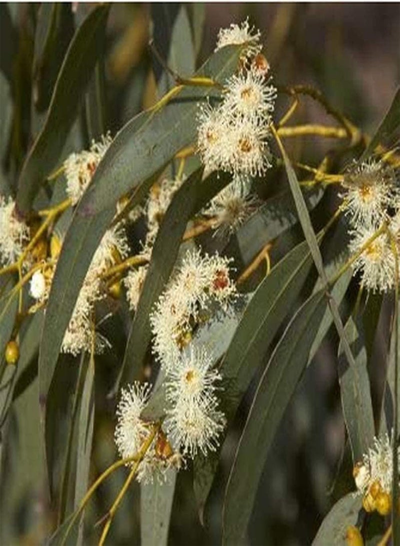 GGOOT 50Pcs Eucalyptus Seeds Broad Canopy Grow Fast Straight Trunk Heirloom Seed Low Cost Easy to Maintain Garden Courtyard Planting - Image 2