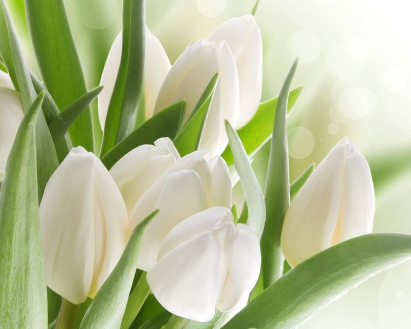PlantaZee PlantaZee Artificial Tulip Flowers Bunches for Vase Home Decoration Items for Living Room Corner Table Top Bedroom Wedding Party Decorative Gift Set White  - Image 4