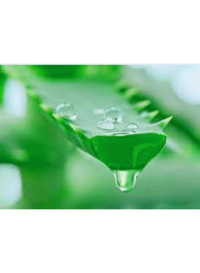 Generic 2 PIC Aloe Vera Plant for Face, Skin & Hair - | For Glowing Skin | For Both Men and Women Uses, (Pack of 2 Pic)  - Image 5