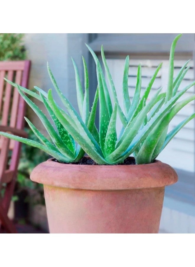 Generic 2 PIC Aloe Vera Plant for Face, Skin & Hair - | For Glowing Skin | For Both Men and Women Uses, (Pack of 2 Pic)  - Image 4