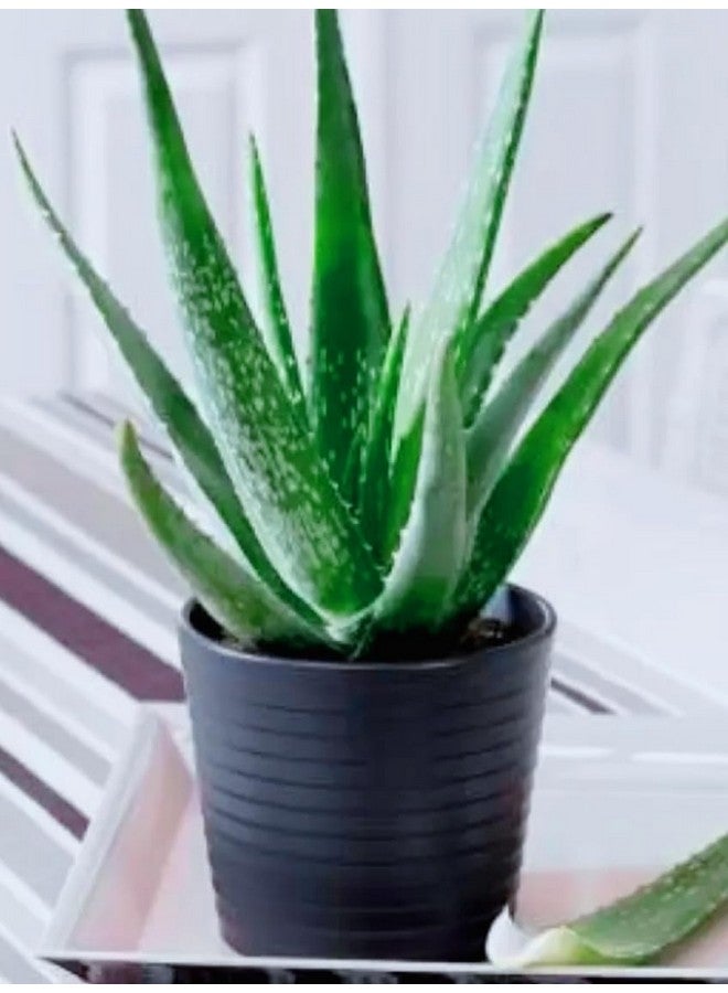Generic 2 PIC Aloe Vera Plant for Face, Skin & Hair - | For Glowing Skin | For Both Men and Women Uses, (Pack of 2 Pic)  - Image 2