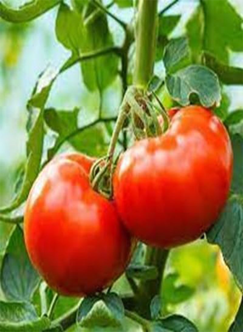 10pcs Red Tomato Vegetable Seeds