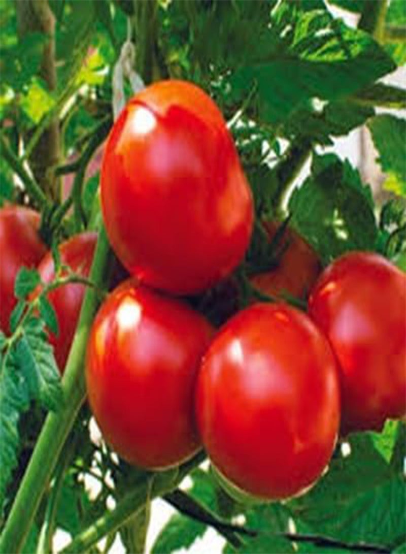 10pcs Red Tomato Vegetable Seeds
