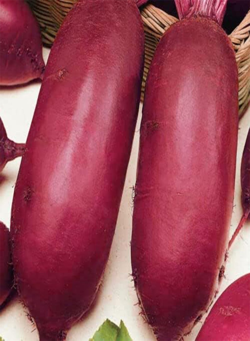 GGOOT 50 Seeds of UK Exhibition Giant Long Beetroot - XL Beet Vegetables to Plant & Grow