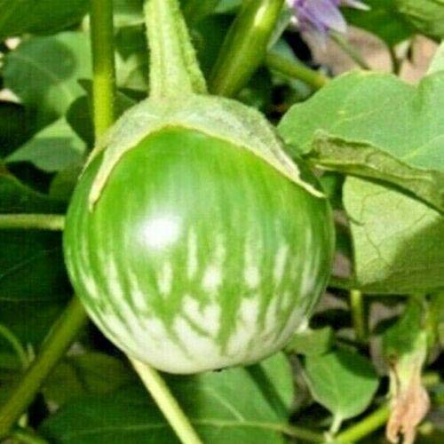 Navya Agriallied Brinjal Green Round Vegetable Seeds for Kitchen Garden Rooftop Balcony Garden 200 Seeds - Image 1