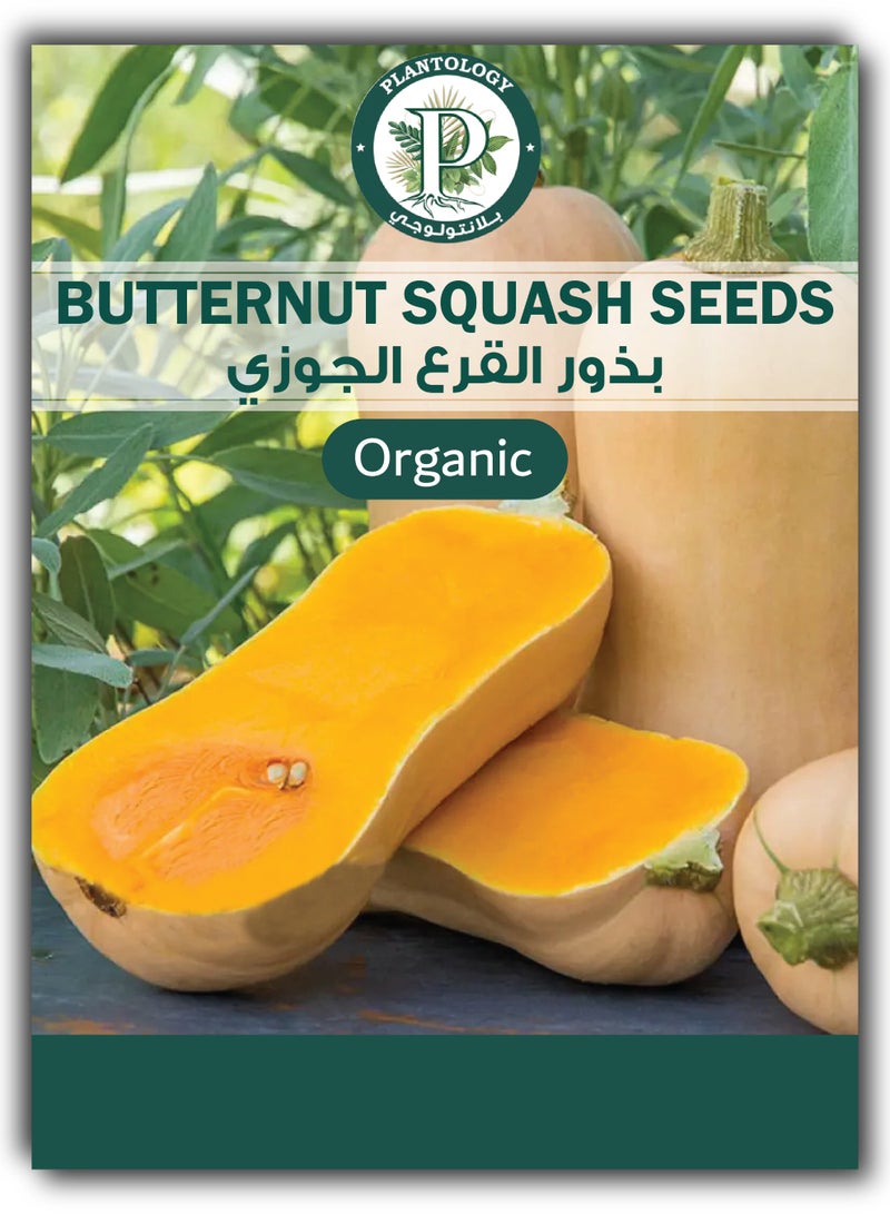 Butternut Squash Seeds for Planting - Butternut Squash Seeds - 2 Packets - Image 1