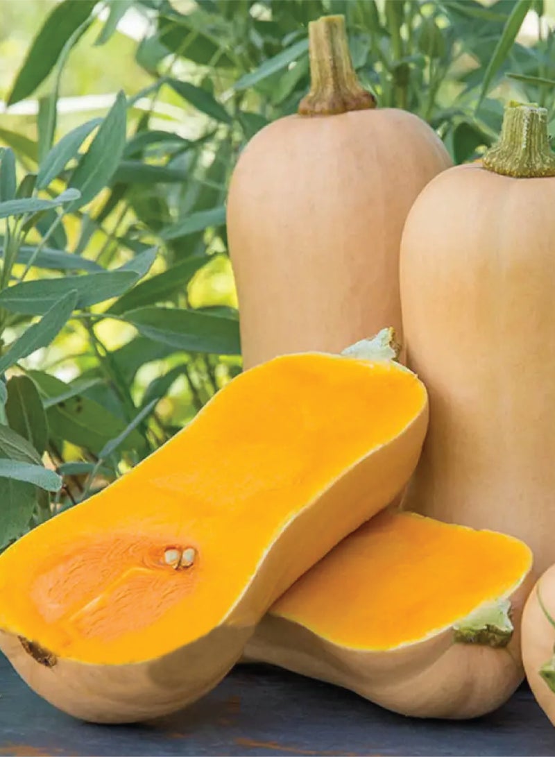 Butternut Squash Seeds for Planting - Butternut Squash Seeds - 2 Packets - Image 2