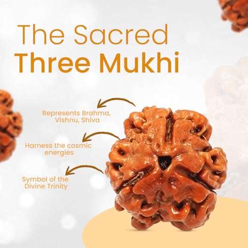 PUSHKARA NATURAL 3 MUKHI RUDRAKSHA CERTIFIED - NEPAL | BROWN | PJTL3M01 - Image 4