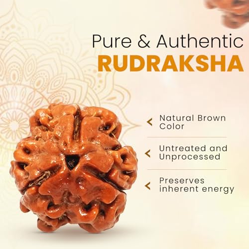 PUSHKARA NATURAL 3 MUKHI RUDRAKSHA CERTIFIED - NEPAL | BROWN | PJTL3M01 - Image 5