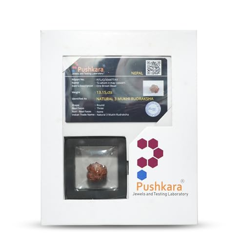 PUSHKARA NATURAL 3 MUKHI RUDRAKSHA CERTIFIED - NEPAL | BROWN | PJTL3M01 - Image 2