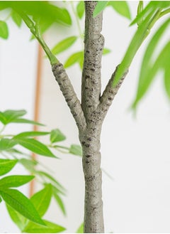 SINCHER SINCHER Artificial Tree, 150cm Fake Plant Potted ,Faux Tree Decorative Plastic Pot ,Simulation Bamboo Tree Natural Texture for Home Decoration Office Indoor Outdoor  - Image 4