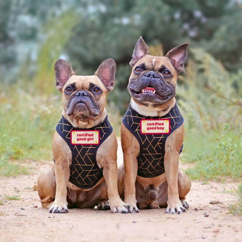 YJ PREMIUMS Certified Good Boy Girl Dog Harness Patches | Hoop & Loop Funny Cute Dogs Patch for Removable Vest Collar Tactical Working Moral Training Tracking Service Dog Doggie Pet Embroidery Accessories (Boy) - Image 4