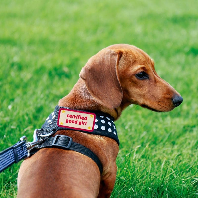 YJ PREMIUMS Certified Good Boy Girl Dog Harness Patches | Hoop & Loop Funny Cute Dogs Patch for Removable Vest Collar Tactical Working Moral Training Tracking Service Dog Doggie Pet Embroidery Accessories (Boy) - Image 5