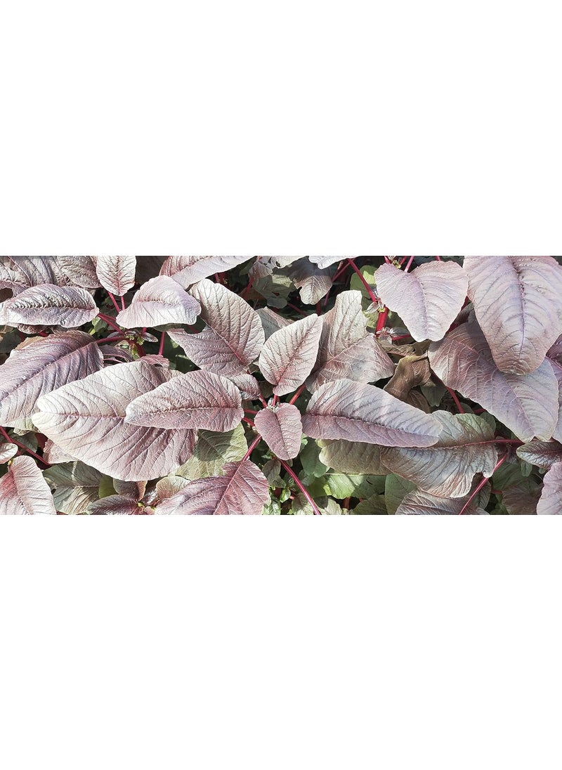 I A SYMBOL OF QUALITY AMARANTHUS INDAM LAL Pack of 3  - Image 3