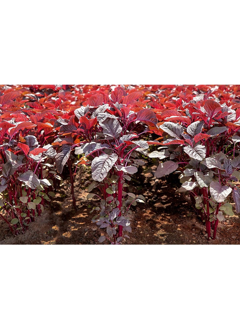 I A SYMBOL OF QUALITY AMARANTHUS INDAM LAL Pack of 3  - Image 2